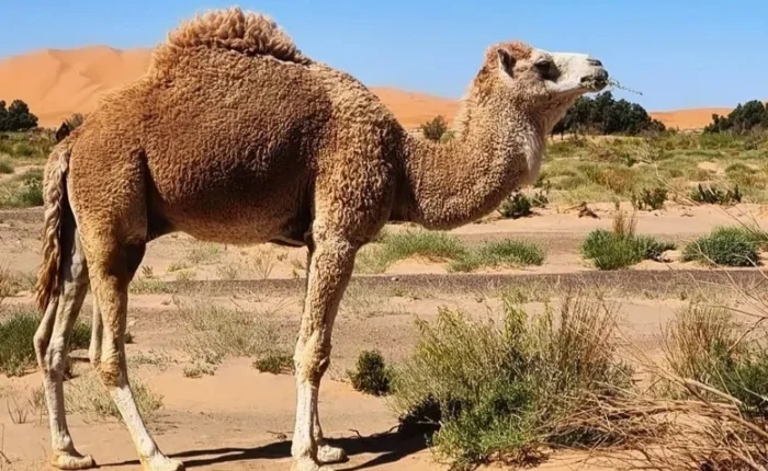 3 días desde Errachidia a Fez