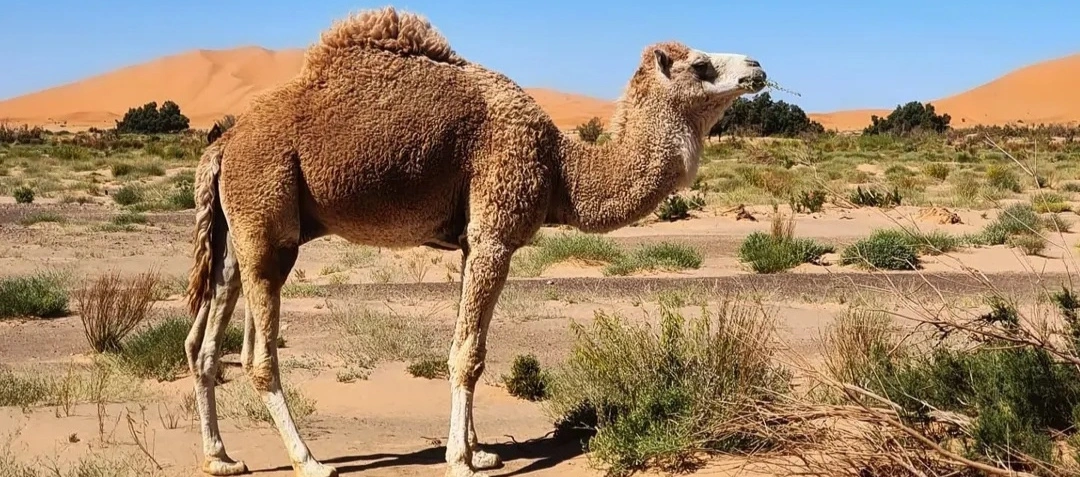 3 días desde Errachidia a Fez